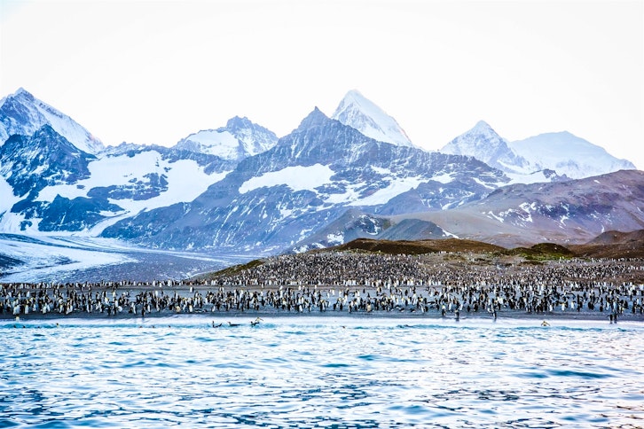 South Georgia & Antarctica Odyssey
