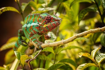 | 28 October 2025 | Lokobe Reserve & Nosy Tanikely