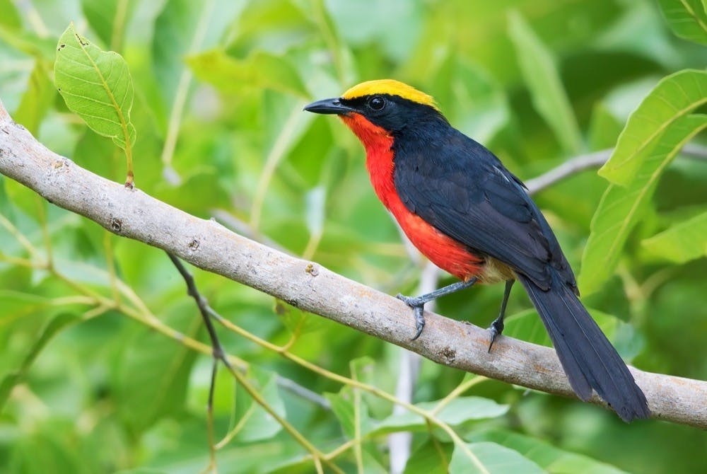 | Shai Hills & Kakum National Park