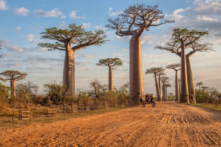 Madagascar Endangered Icons with Daniel Austin 2025/26