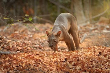 | 19 October 2025 | Kirindy and Marofandilia Forests