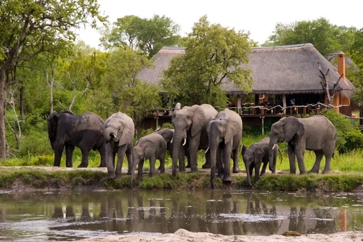 Elephants at the Waterhole by the Lodge, Simbambili Game Lodge, Sabi Sands, South Africa