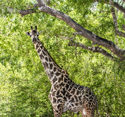 game viewing - nyerere game reserve