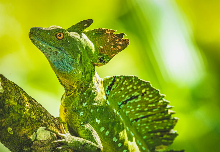 Lizard, Tortuga Lodge, Tortuguero National Park, Costa Rica