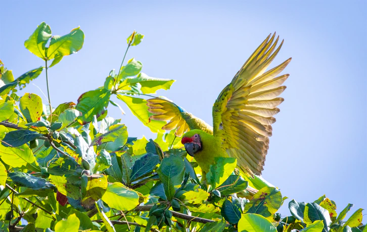 Parrot, Tortuga Lodge, Tortuguero National Park, Costa Rica