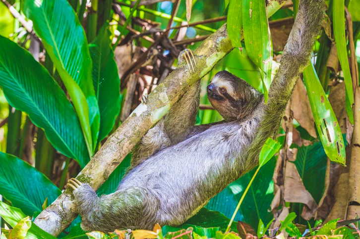 Sloth, Tortuga Lodge, Tortuguero National Park, Costa Rica