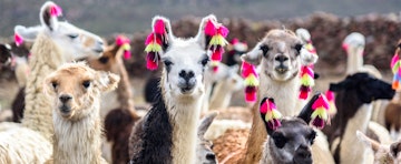 5 Amazing things to do in Bolivia