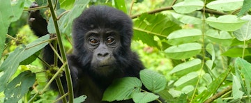 Among the Mountain Gorillas in Bwindi