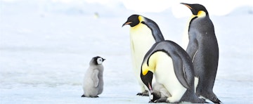 Attenborough's Dynasties: top trips to follow in the footsteps of the BBC Natural History Unit