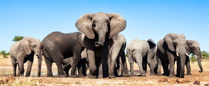 Best trips to see African elephants