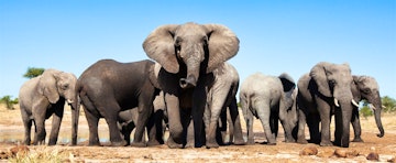 Best trips to see African elephants