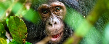 Chimp Tracking in Rwanda