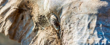 Elephant Encounters in Kenya and Malawi