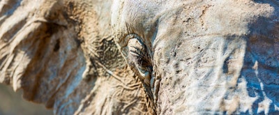 Elephant Encounters in Kenya and Malawi