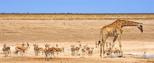 Five amazing experiences in Namibia