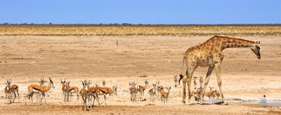 Five amazing experiences in Namibia