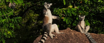 Inspiring Conservation Initiatives in Madagascar