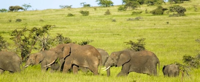 Lewa Wildlife Conservancy - an Exclusive and Authentic Kenya Safari Experience
