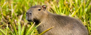 Searching for Capybara in Ibera