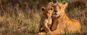 Top 5 First Time Safari Destinations