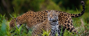 Top 5 wildlife spots in Belize