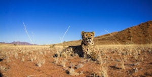 Top five safaris for responsible travellers