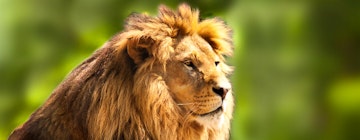 Top six Africa safari spots to spot big cats