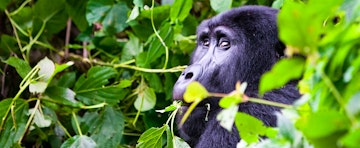 Travel Expert Q&A: Uganda