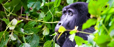 Travel Expert Q&A: Uganda