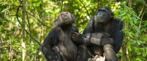 Trekking for chimpanzees in wild west Tanzania
