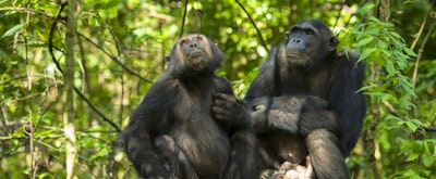 Trekking for chimpanzees in wild west Tanzania