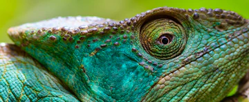 Your Guide to Andasibe-Mantadia National Park: Wildlife, Travel Tips & More