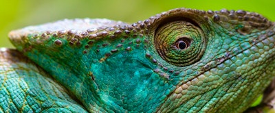 Wish I was there… Andasibe National Park