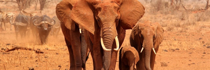 Greater Kruger National Park  - Timbavati Game Res