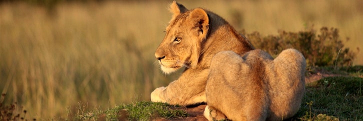 Knysna – Pumba Private Game Reserve