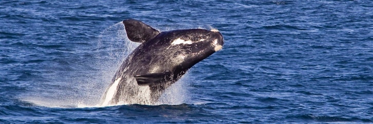 Drakenstein Valley – Hermanus 