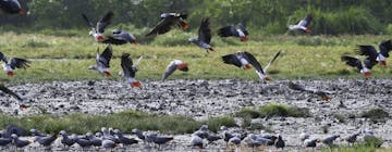 Welcome to Republic of Congo!