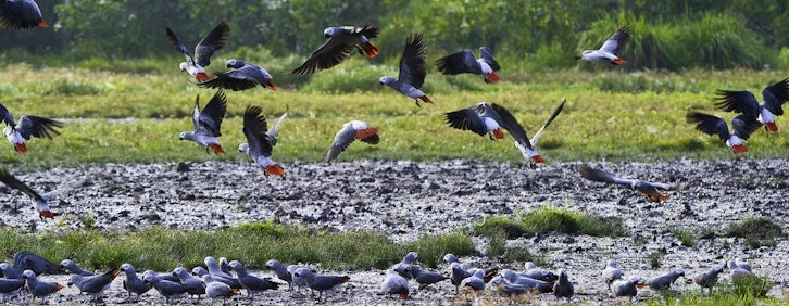 Welcome to Republic of Congo!