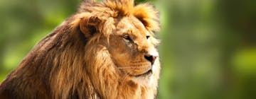 | Garonga Safari Camp to Johannesburg