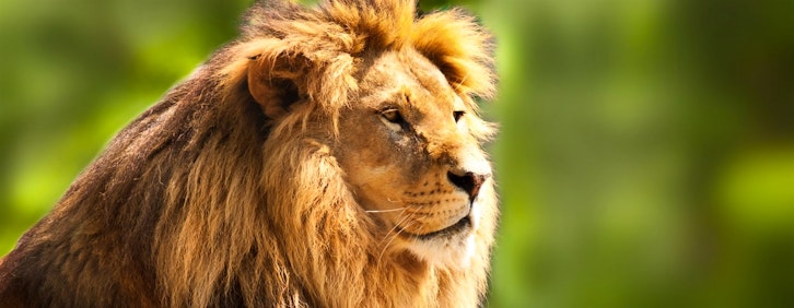 | Garonga Safari Camp to Johannesburg