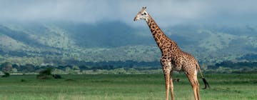 Head for the bush - Akagera National Park