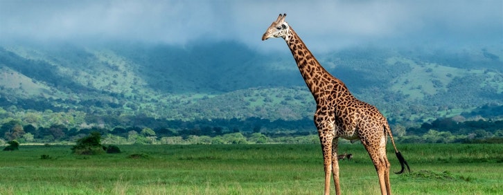 Head for the bush - Akagera National Park