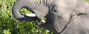 | Chobe Game Reserve