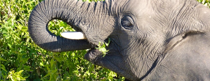 | Chobe Game Reserve