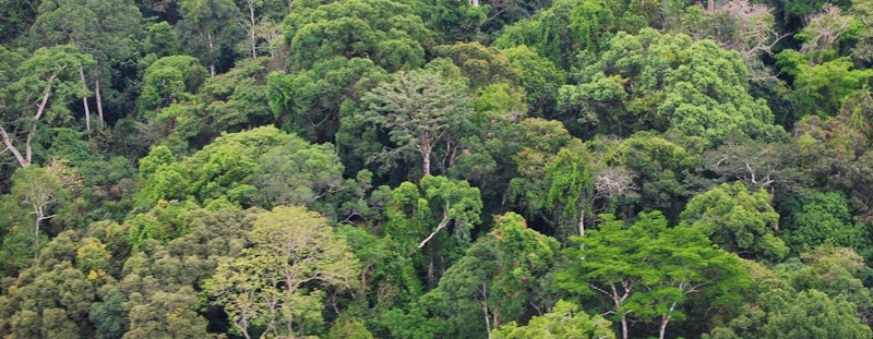 Gola Rainforest National Park