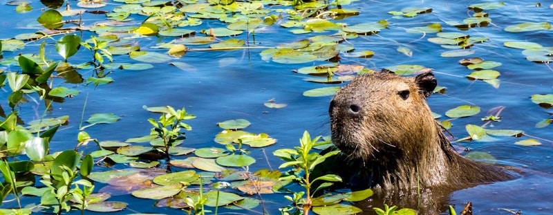 Ibera Wetlands & the Northeast