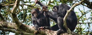 Queen Elizabeth National Park - Kibale Forest Nati