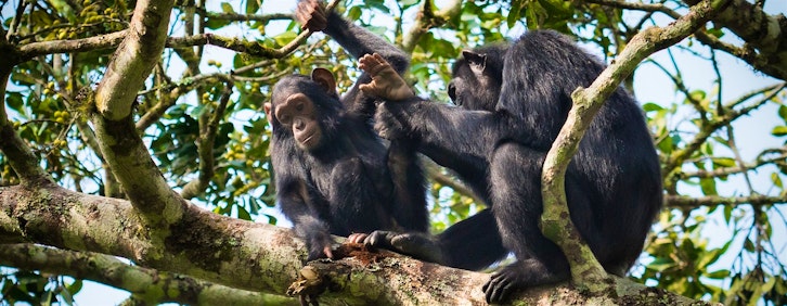 Queen Elizabeth National Park - Kibale Forest Nati