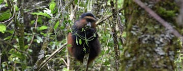 Crossing over into Uganda - Mgahinga Gorilla Natio