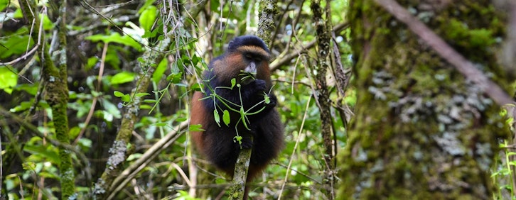 Crossing over into Uganda - Mgahinga Gorilla Natio